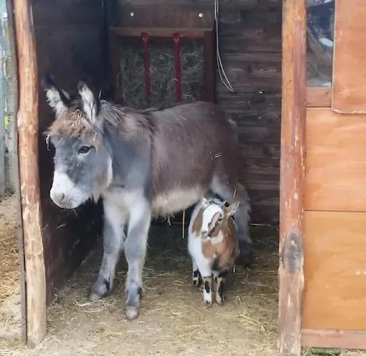 Al Grillo Appartamento