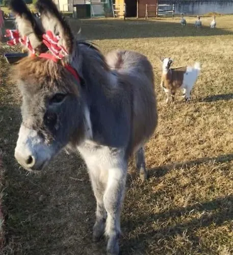 Appartamento Al Grillo *