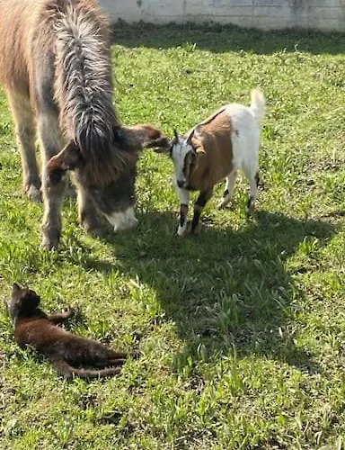 Appartamento Al Grillo